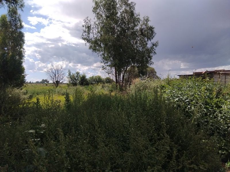 A view of an undeveloped residential plot featuring mature trees and dense natural vegetation under a cloudy sky.