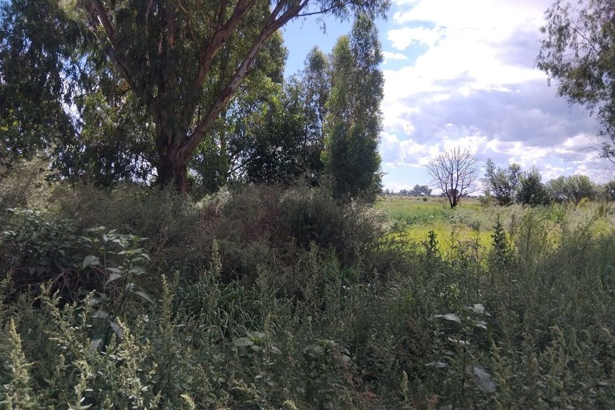 A view of a vacant residential plot featuring mature trees and natural wild vegetation.