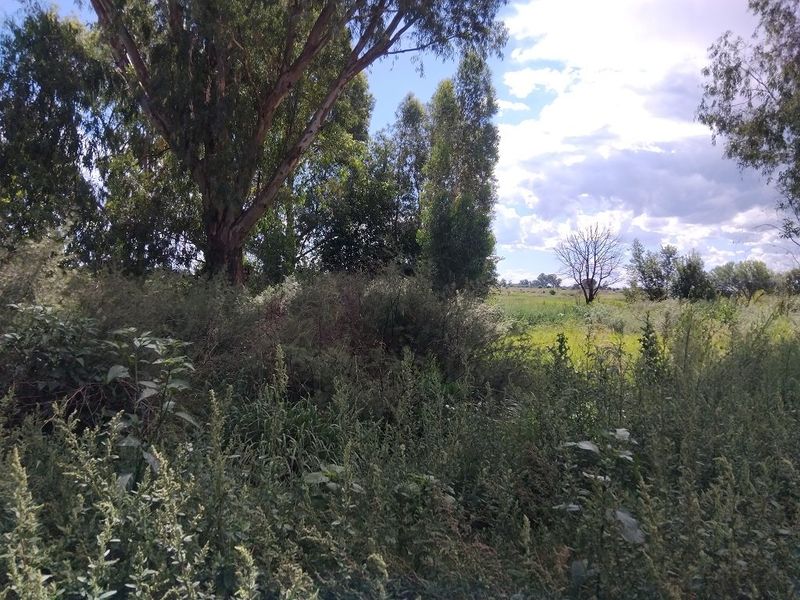 A view of a vacant residential plot featuring mature trees and natural wild vegetation.