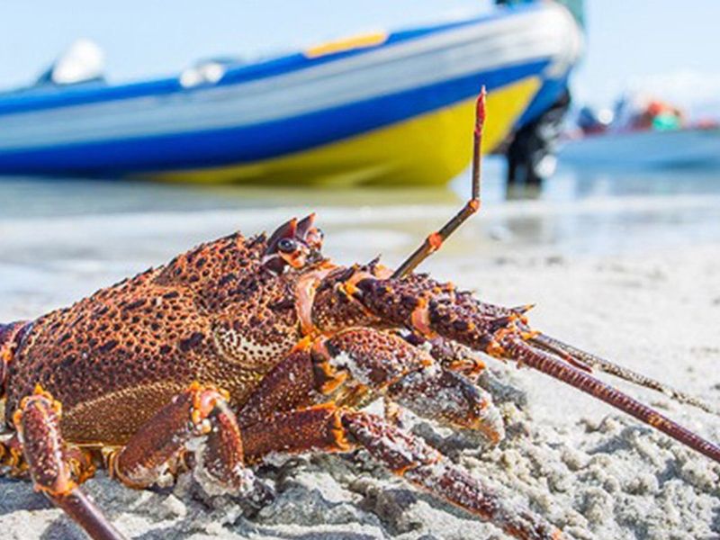 Acquire a share in an exclusive West Coast eco-tourism haven built to deliver steady capital growth and lasting legacy wealth. - Photo 9