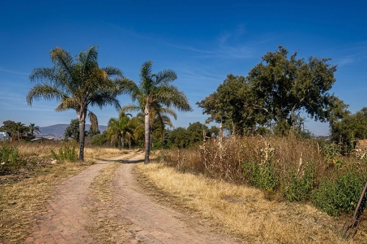 A view of a vacant residential plot featuring a brick pathway lined with mature palm trees and established vegetation under a clear blue sky.