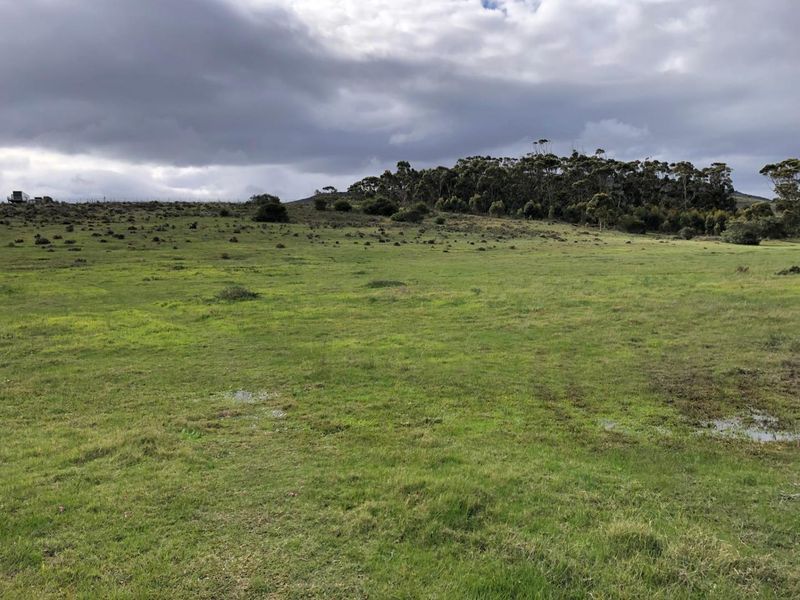 Expansive open pasture land featuring natural grass fields and a backdrop of mature trees under a cloudy sky.