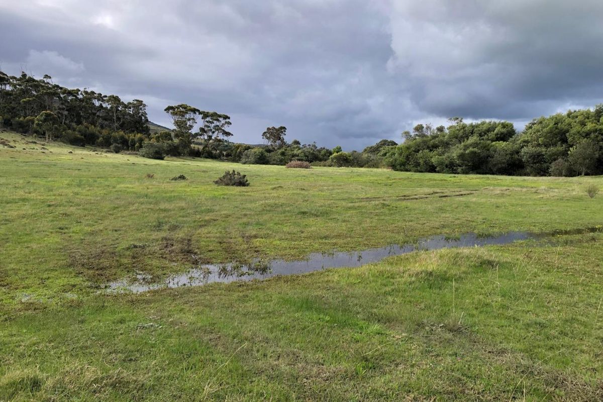 A wide-angle view of the open farm pasture featuring natural grassland and surrounding mature trees under a cloudy sky.