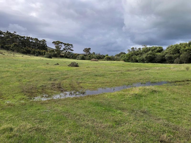 A wide-angle view of the open farm pasture featuring natural grassland and surrounding mature trees under a cloudy sky.