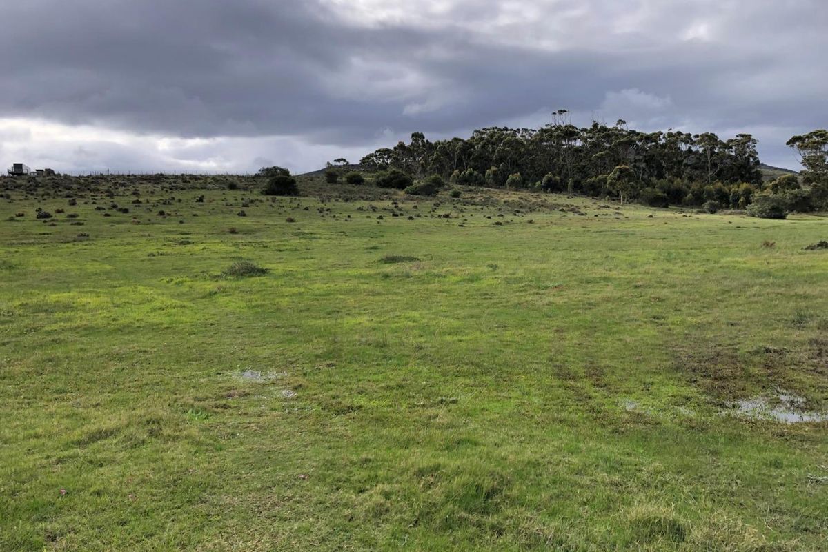 Expansive open pasture land featuring natural grass fields and a backdrop of mature trees under a cloudy sky.