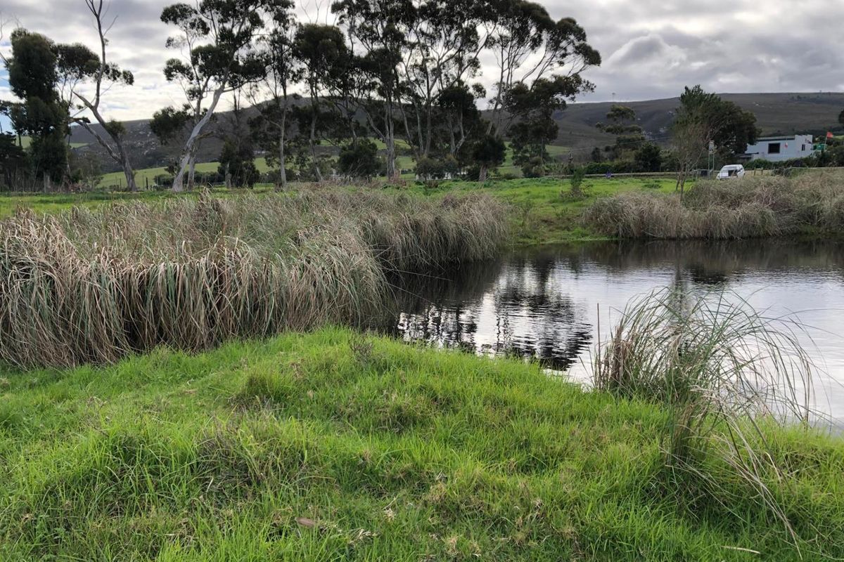 A scenic view of a natural pond surrounded by lush green grass and mature trees on the farm property.
