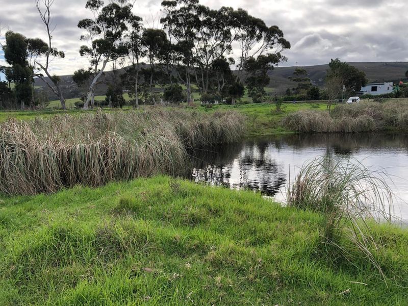 A scenic view of a natural pond surrounded by lush green grass and mature trees on the farm property.