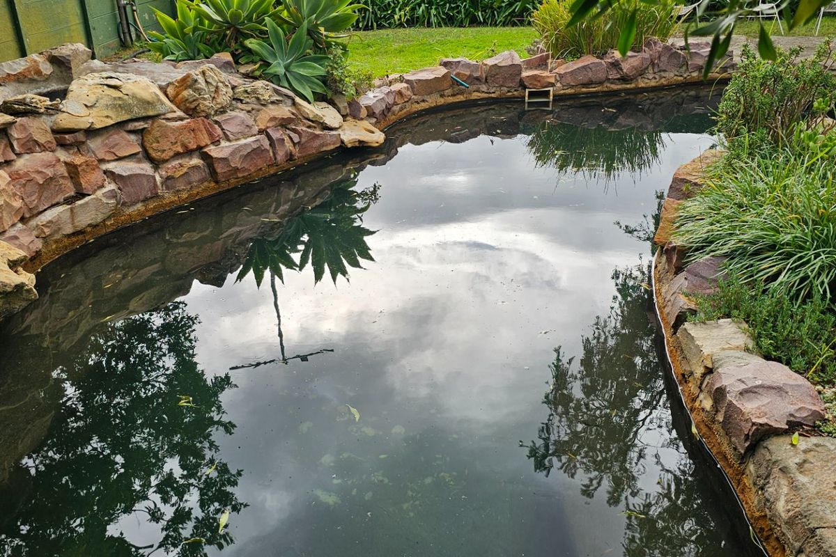 A natural-style stone-edged pond feature set within a landscaped garden area, requiring maintenance to improve water clarity and overall condition.