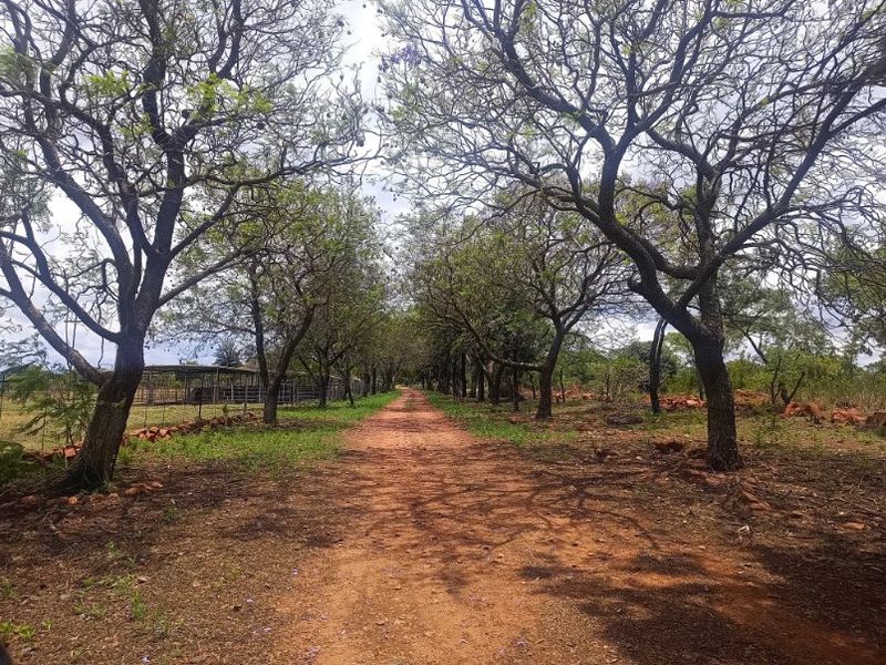A scenic dirt farm road lined with mature trees, leading towards agricultural structures on the property.