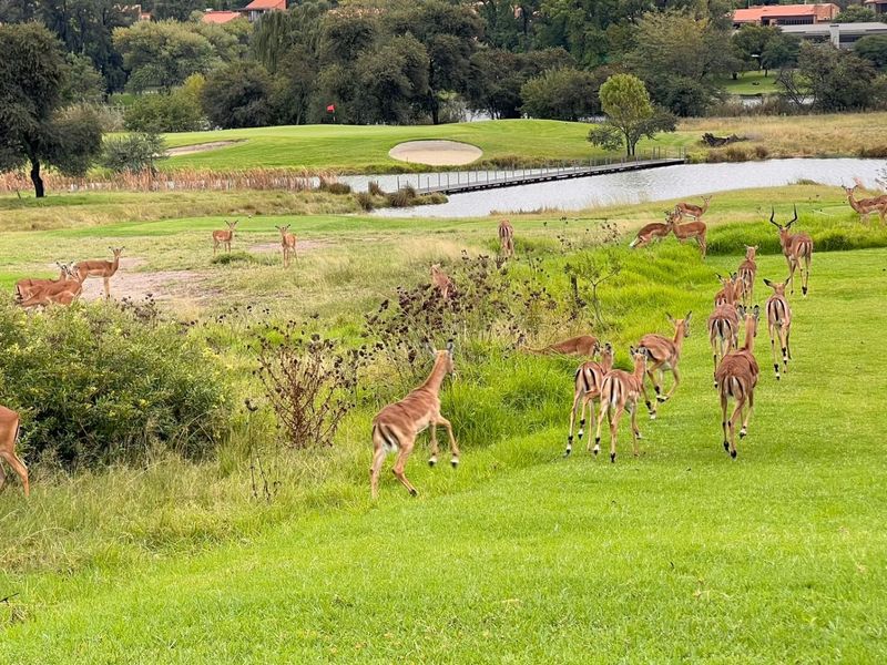 A scenic view of a residential golf estate featuring lush green fairways, a water hazard, and local wildlife roaming the landscape.