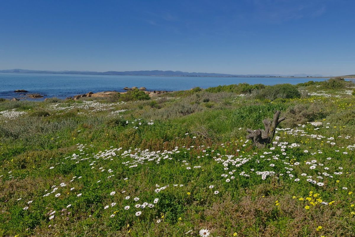 A scenic view of the coastal landscape featuring natural vegetation, wildflowers, and a clear outlook over the ocean.