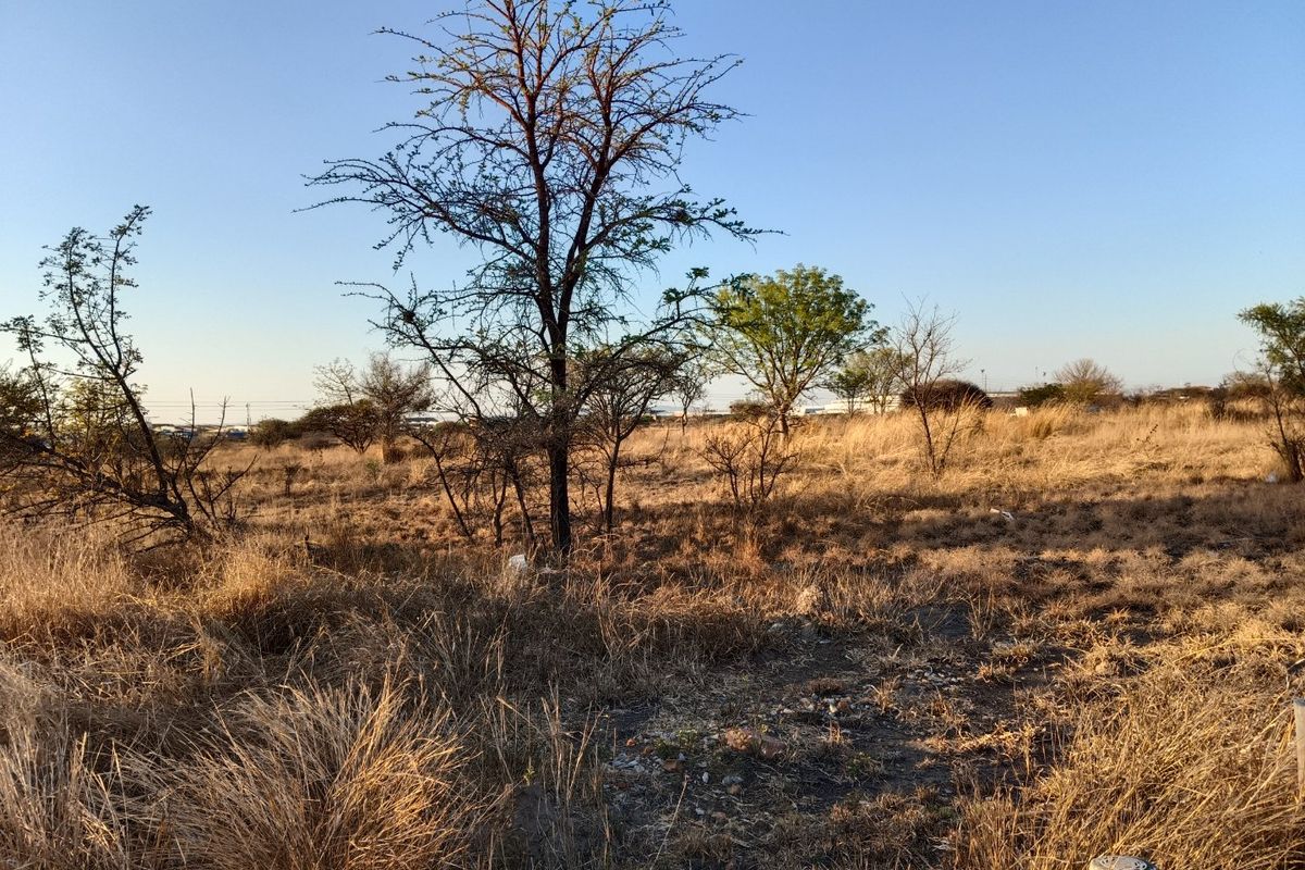 A view of a vacant residential plot featuring dry grassland and scattered native trees under a clear blue sky.
