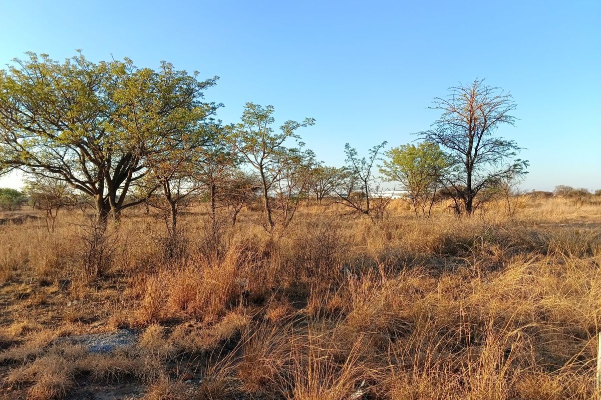 A view of a vacant residential plot featuring natural dry grass and established native trees under a clear blue sky.