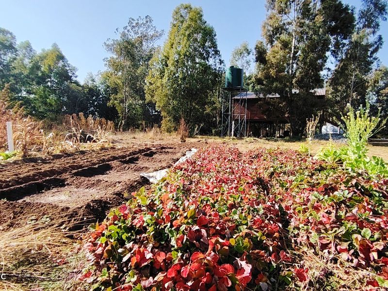 Prime 2.1-Hectare agricultural holding with a log home, borehole. - Photo 2