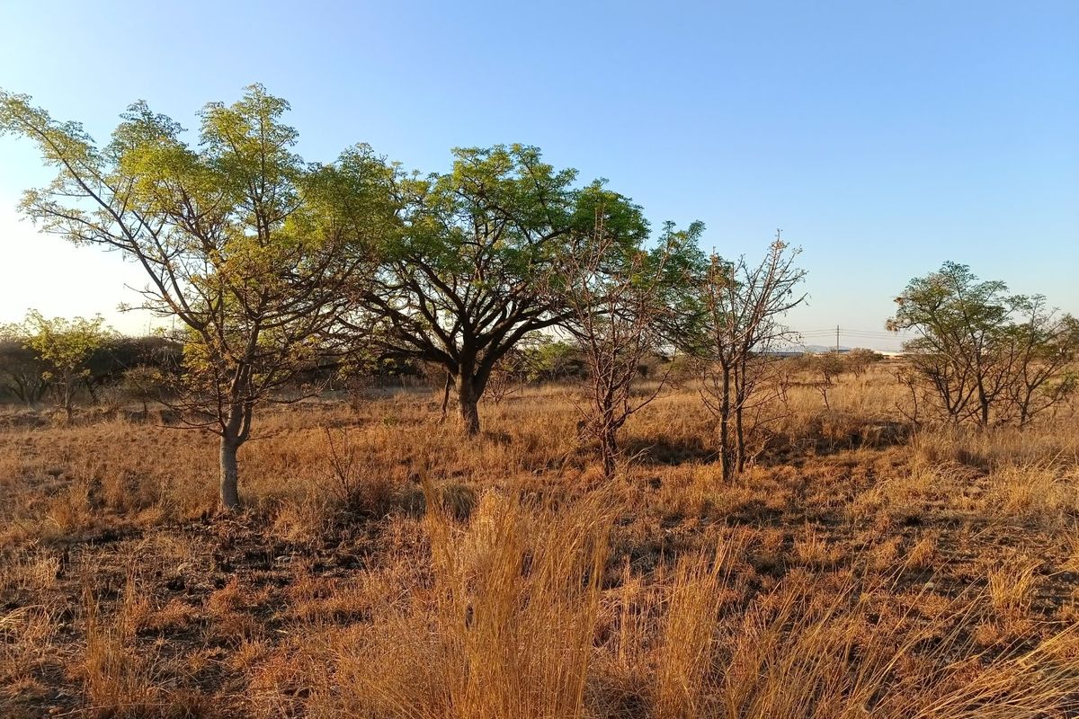 A view of the vacant residential land featuring natural dry grass and mature trees under a clear blue sky.