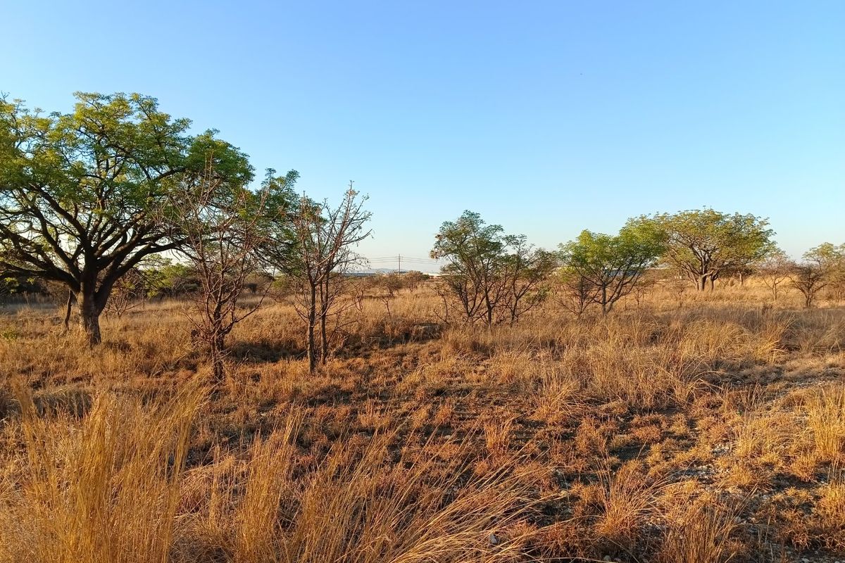 A view of a vacant residential plot featuring natural dry grassland and established native trees under a clear sky.
