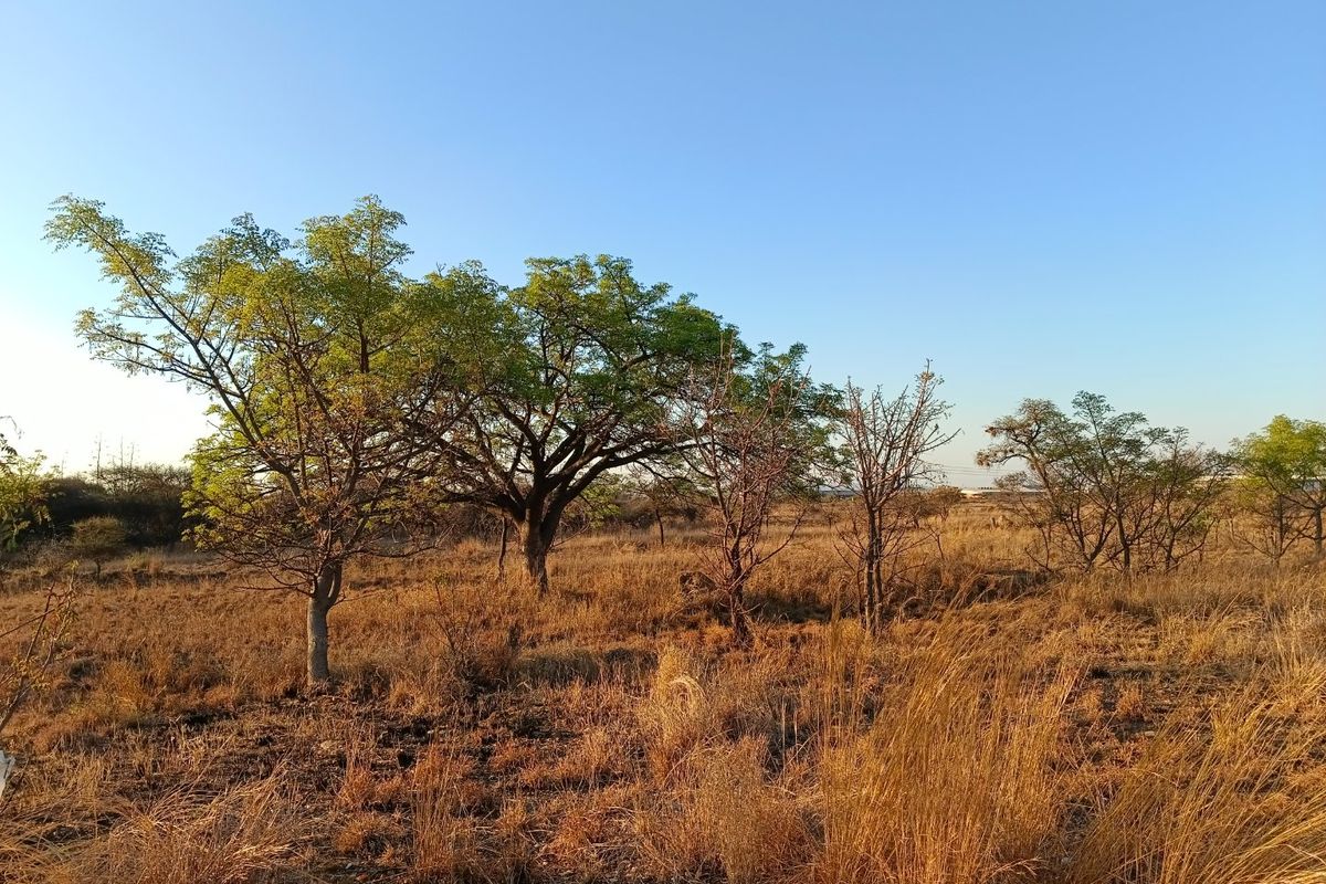 A view of a vacant residential plot featuring natural dry grass and mature trees under a clear blue sky.