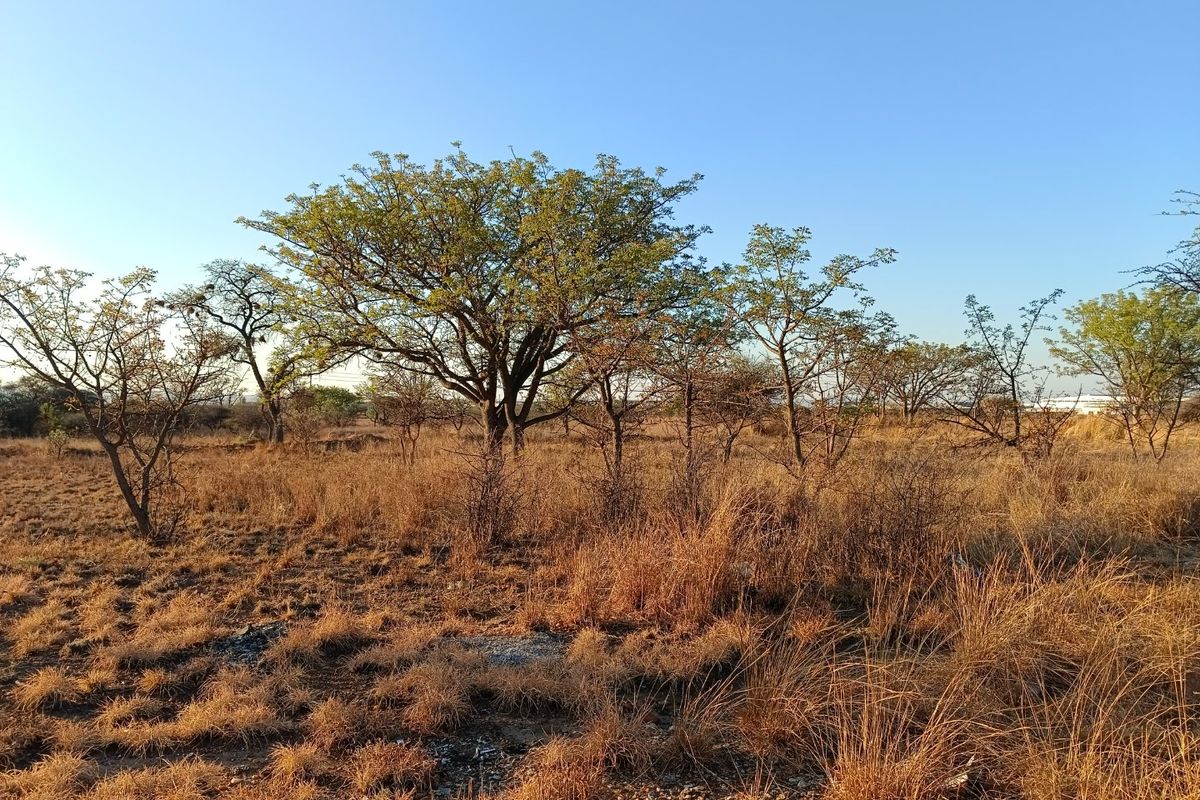 A view of a vacant residential plot featuring natural dry grass and mature trees under a clear blue sky.