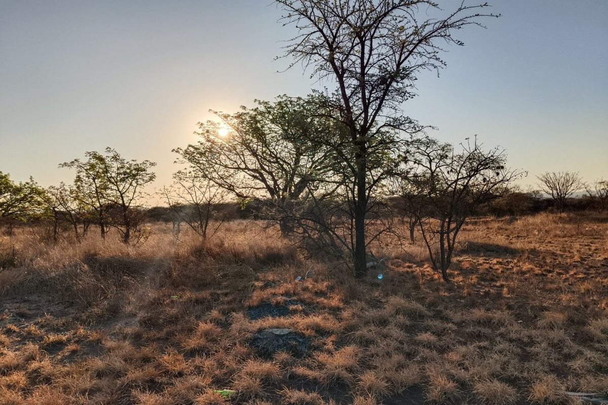 A view of a vacant residential plot featuring dry grassland and mature native trees under a sunset sky.
