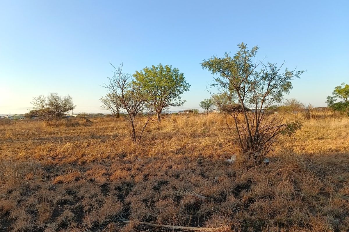 A view of a vacant residential plot featuring natural dry grass and scattered native trees under a clear sky.