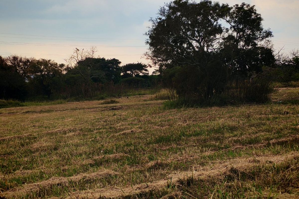 A view of a vacant residential plot featuring natural grassland and mature trees under an overcast sky.
