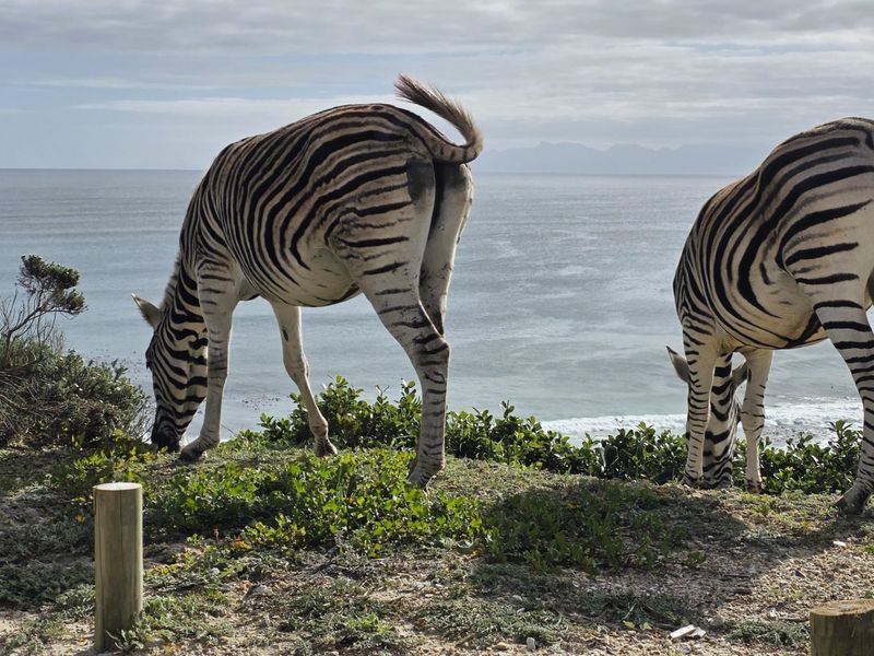 Vacant land in the most upmarket area in Gansbaai. Beautiful sea and mountain views.  - Photo 6