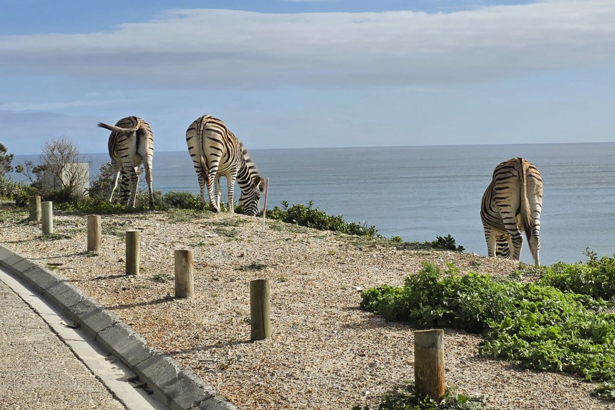 A scenic coastal view overlooking the ocean from a paved residential road, featuring natural landscape and local wildlife.