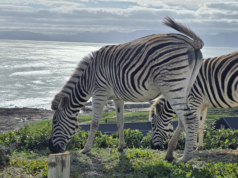 Romansbaai Vacant Stands. Most upmarkted area in Gansbaai. - Photo 1