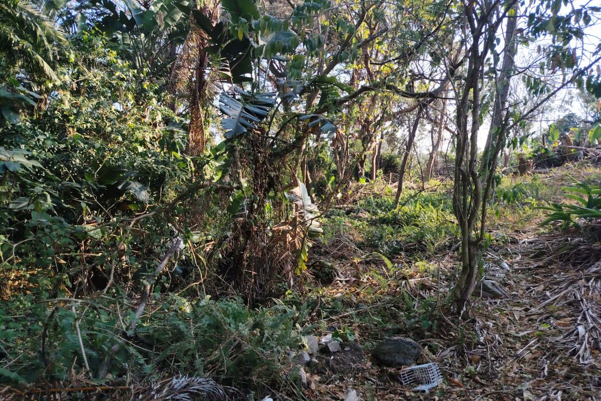 A view of a densely vegetated, undeveloped residential plot featuring mature trees and natural ground cover.