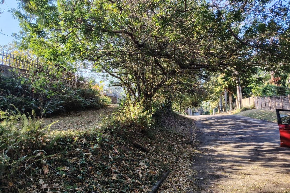 A view of the street frontage and surrounding mature trees bordering the residential vacant land plot.