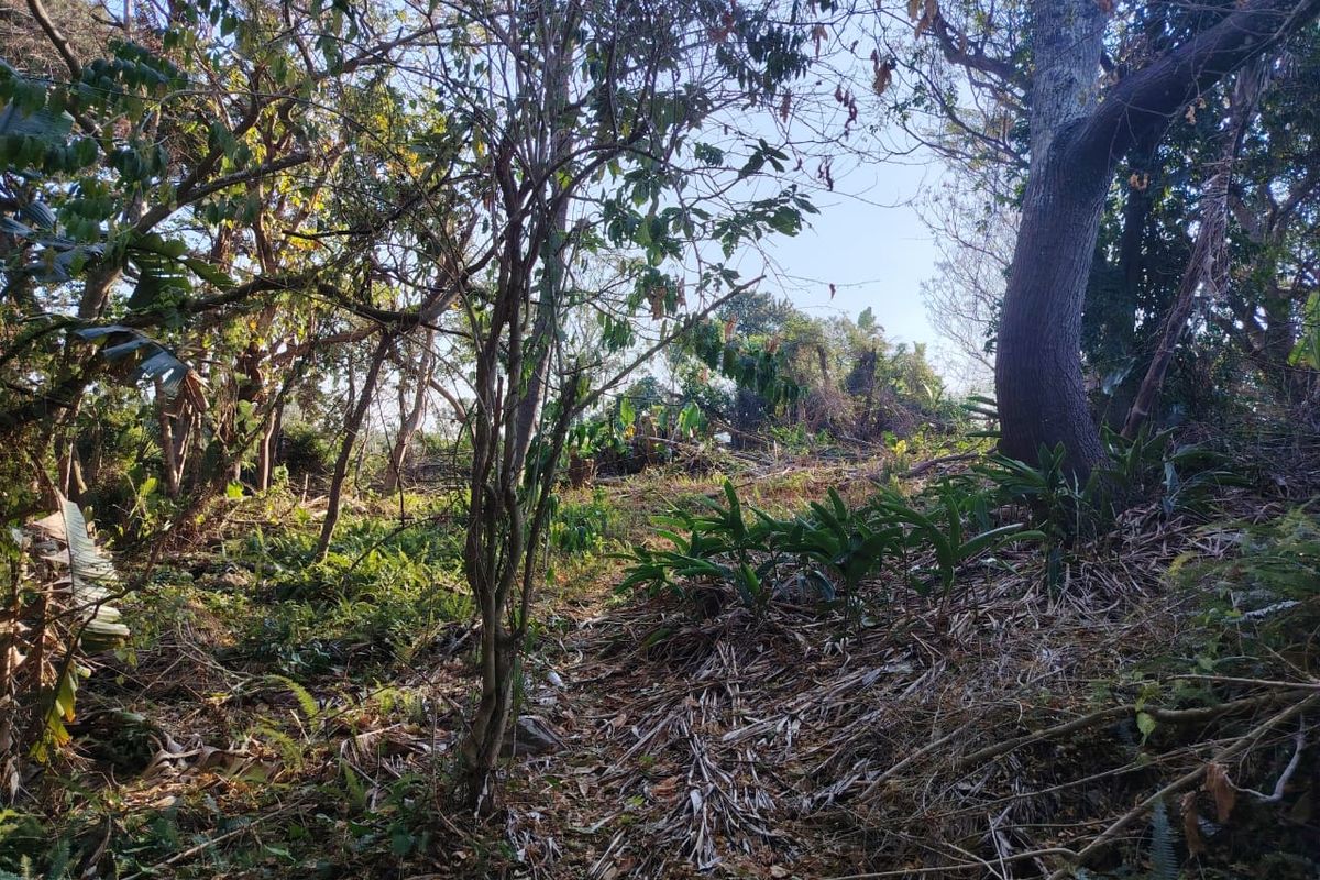 A view of a densely wooded, undeveloped residential plot featuring mature trees and natural ground cover.