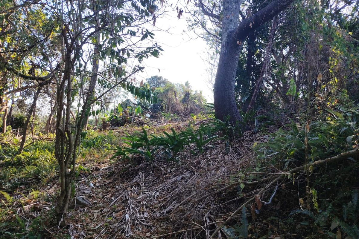A view of a sloped, wooded residential plot featuring mature trees and natural vegetation.