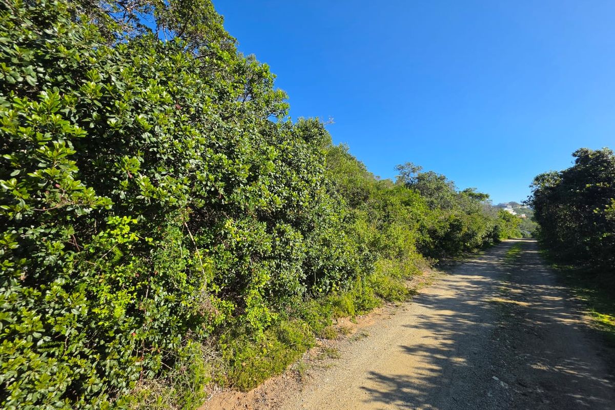 A view of an unpaved access road bordered by dense, established indigenous vegetation on a vacant residential plot.