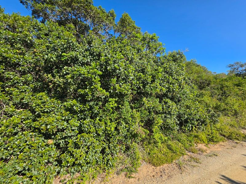 An Exceptional Opportunity to Build Your Dream Home in Wilderness - Photo 6