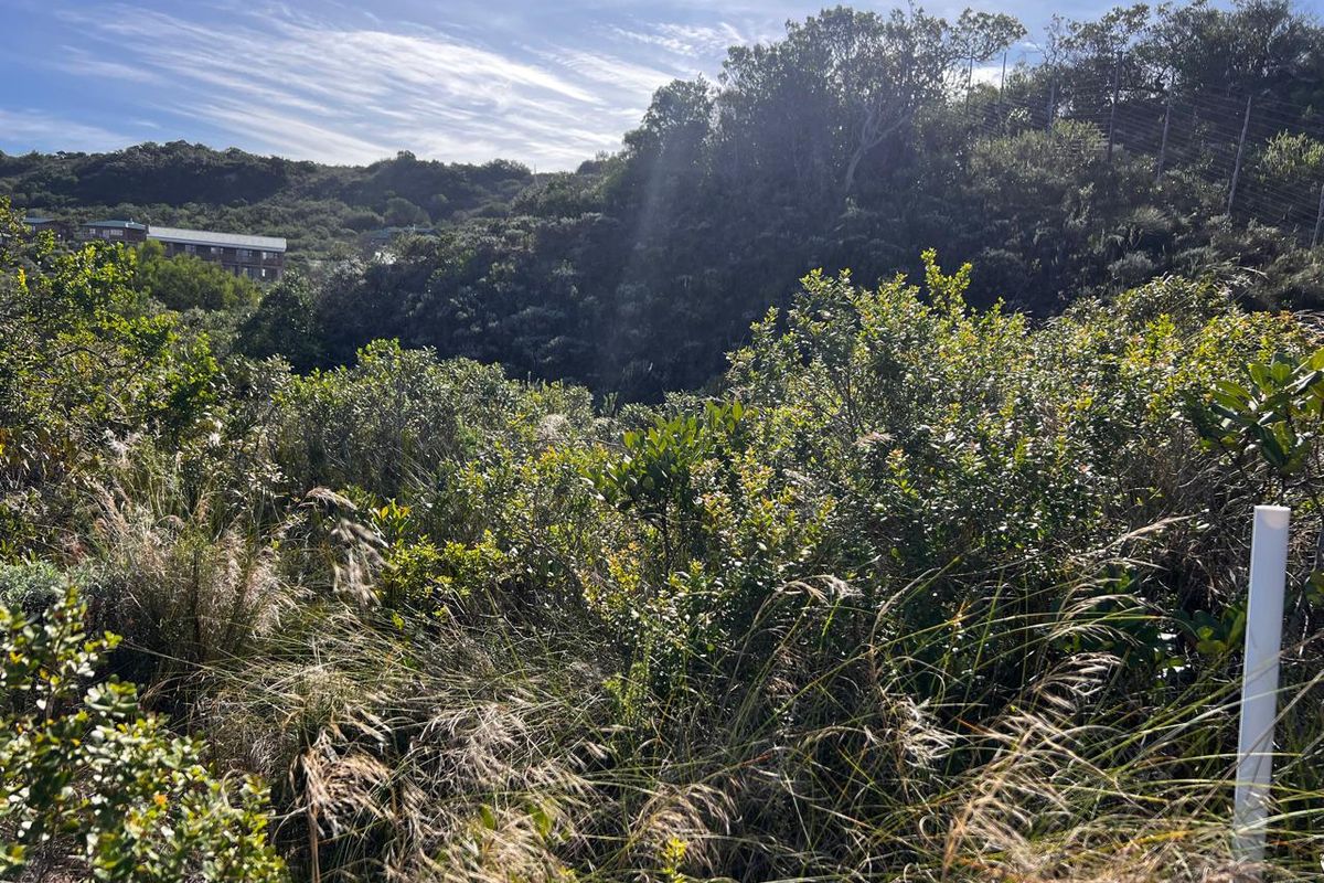 A view of the natural landscape and dense vegetation on the vacant residential property.
