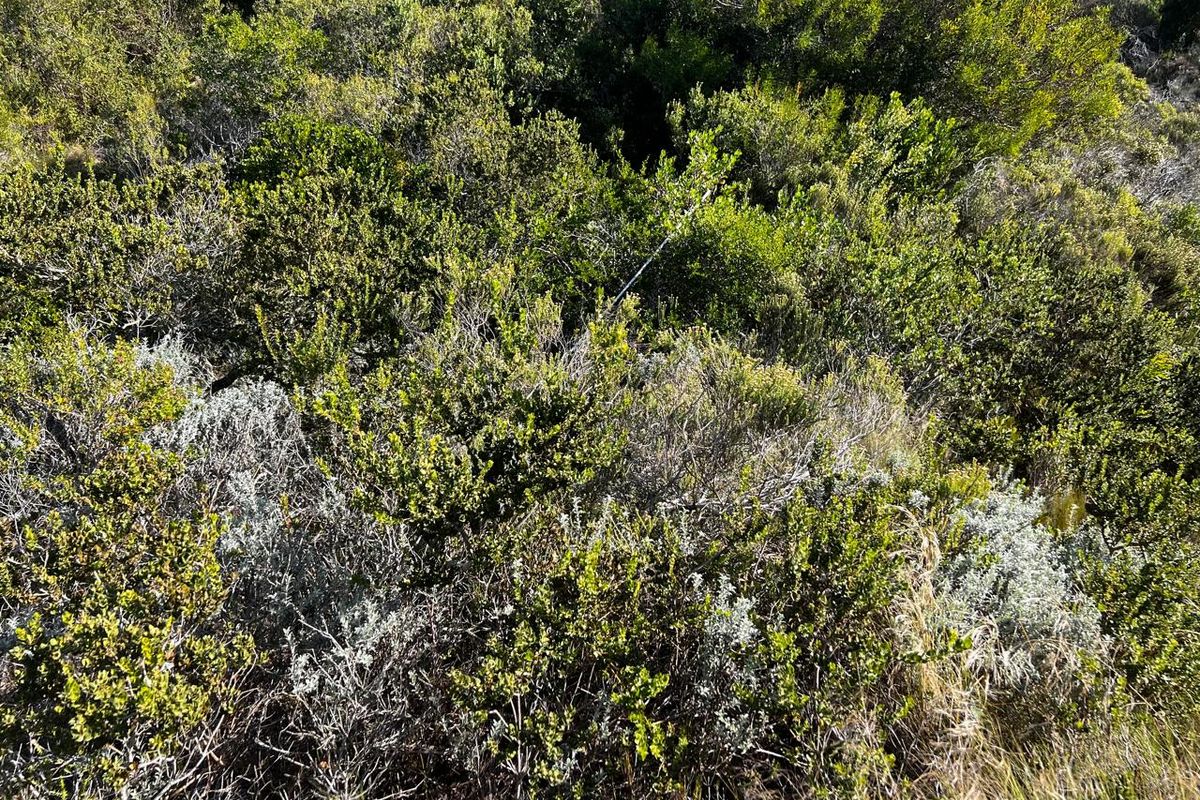 A view of dense, natural indigenous vegetation covering the vacant residential land.