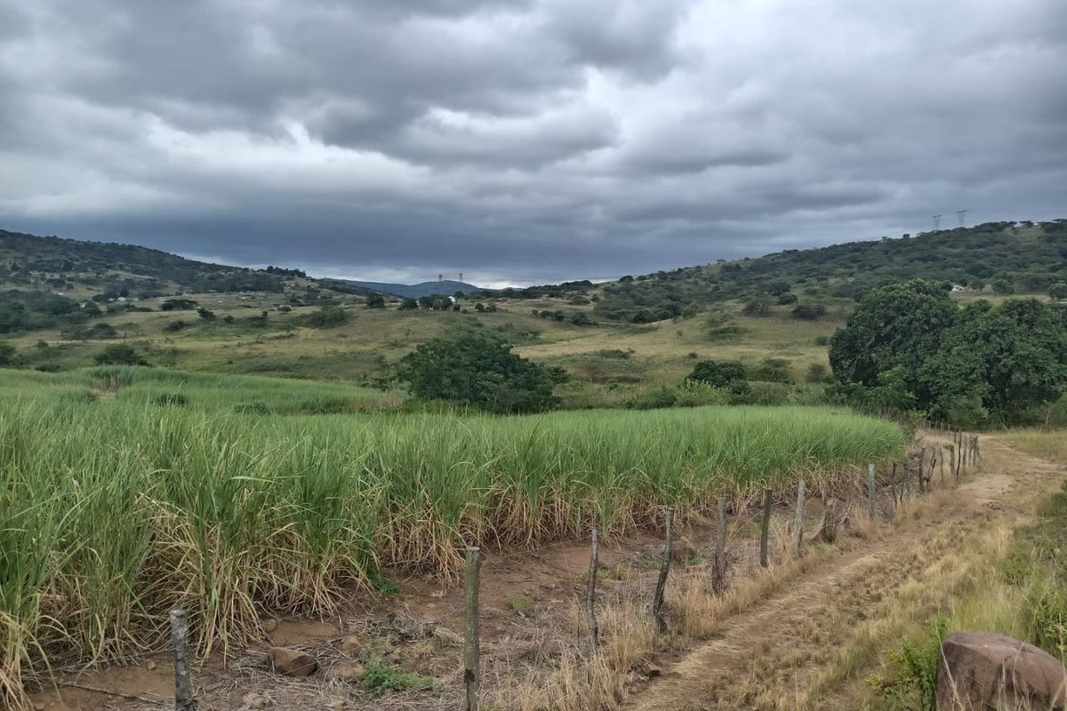 A scenic view of the farm landscape featuring rolling hills, a sugarcane field, and a dirt access track.