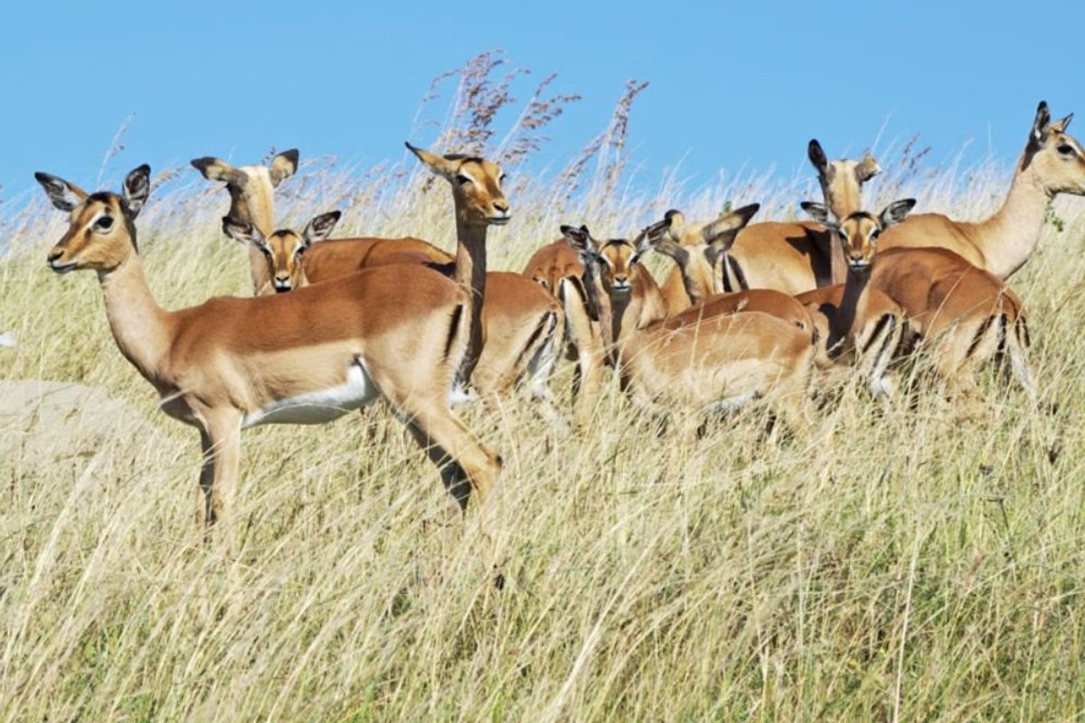 A view of a herd of impala grazing on a grassy field, representing the natural landscape of the vacant land.