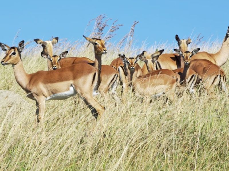 A view of a herd of impala grazing on a grassy field, representing the natural landscape of the vacant land.