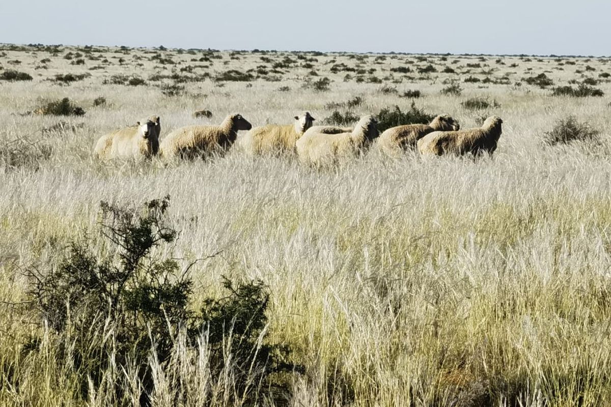 A wide view of the open grazing land and natural landscape on the farm property.