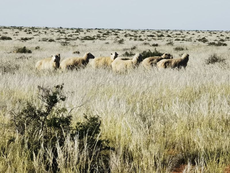 Well-Maintained Farm near Loeriesfontein  in the Beautiful Boesmanland - Photo 2