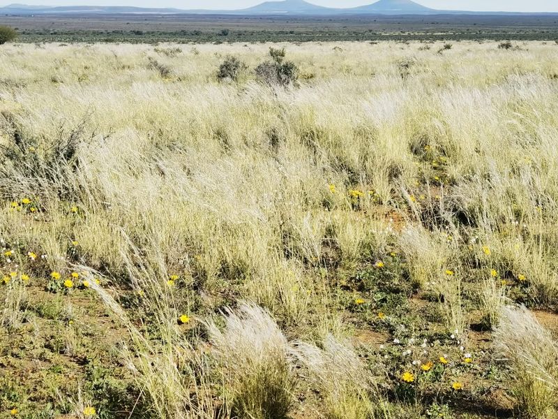 Well-Maintained Farm near Loeriesfontein  in the Beautiful Boesmanland - Photo 1