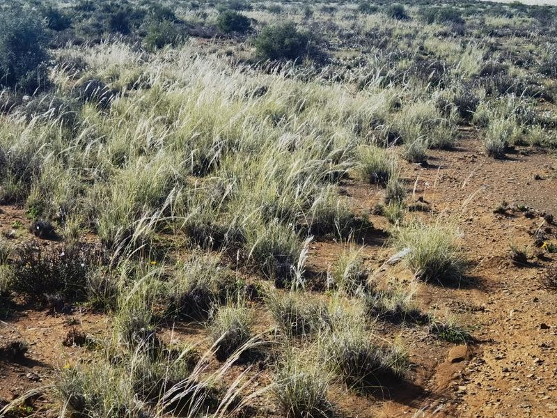 A wide-angle view of the natural landscape and open veld terrain on the farm property.