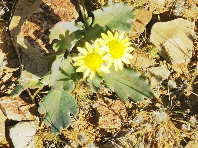 A close-up view of wild yellow flowers growing in rocky, natural soil on the farm property.