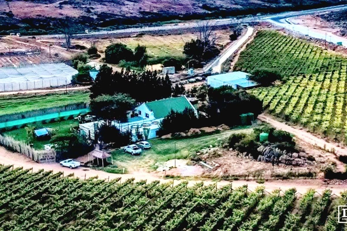Aerial view of a farm property featuring a main farmhouse, surrounding outbuildings, and extensive vineyard cultivation.