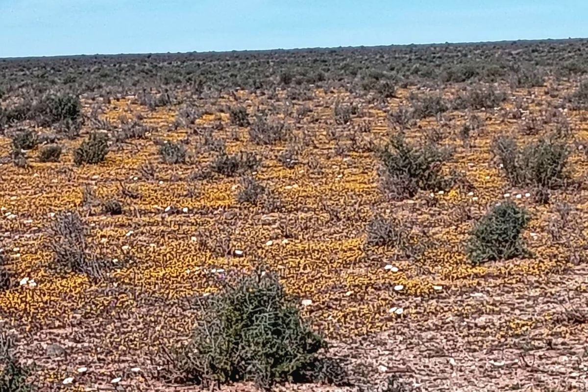 Expansive view of the natural farm landscape featuring native shrubs and seasonal wildflowers across the open terrain.