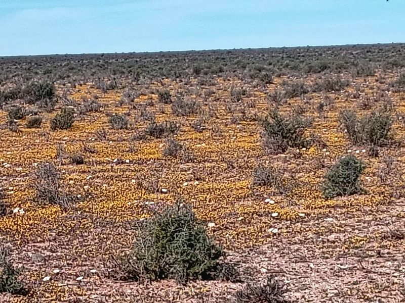 Farm for Sale – Hantam Karoo (Boesmanland), 70 km from Calvinia - Photo 4