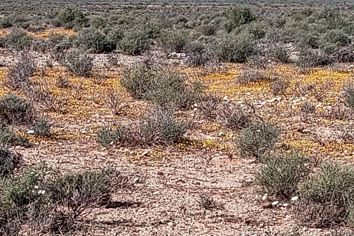 Expansive view of the natural arid landscape and native vegetation characteristic of the farm property.