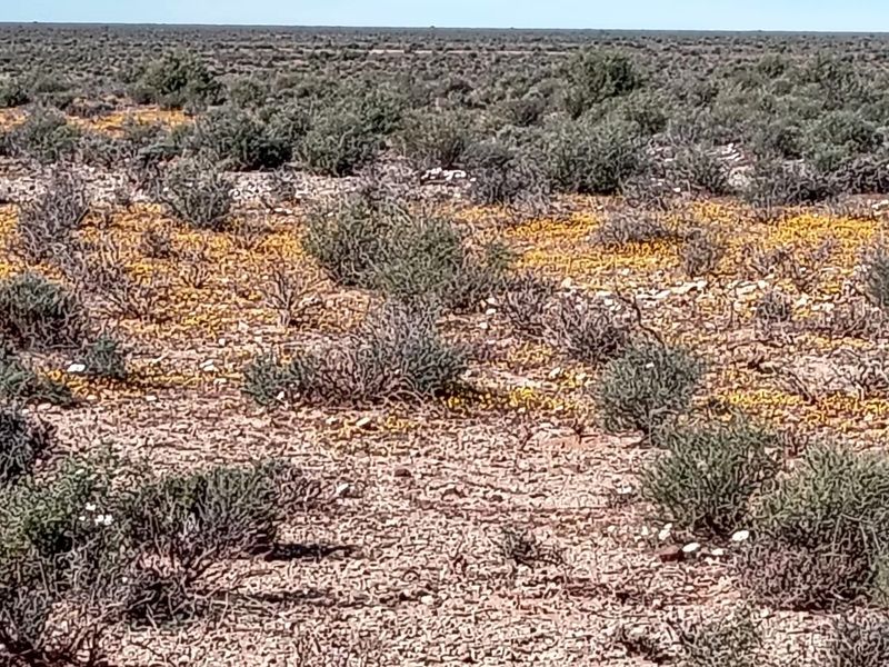 Expansive view of the natural arid landscape and native vegetation characteristic of the farm property.