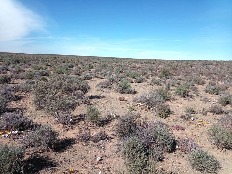 Farm for Sale – Hantam Karoo (Boesmanland), 70 km from Calvinia - Photo 9